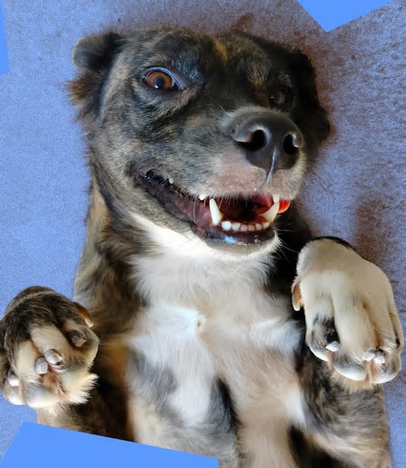 Abril Laranja: barraca de praia em Fortaleza promove adoção de pets e conscientização sobre maus-tratos