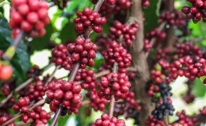 Produção de café no AM deve atingir a marca de 2,2 mil toneladas em 2025