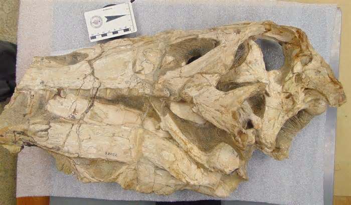 Cientistas pedem devolução de fóssil raro de dinossauro brasileiro levado à Alemanha por suposto tráfico internacional