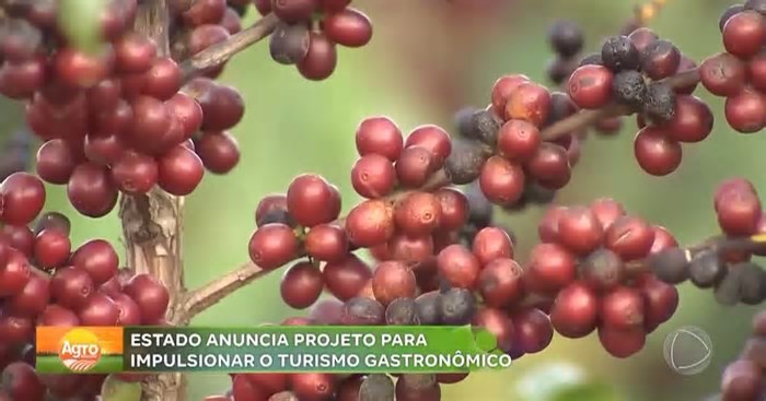 Governo de São Paulo lança projeto Rotas do Café para impulsionar turismo e economia