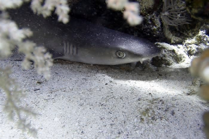 Turista é mordida na mão por tubarão-lixa durante mergulho em Fernando de Noronha