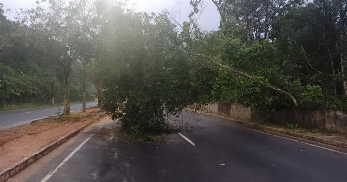 Árvore tomba e deixa trânsito congestionado em Manaus