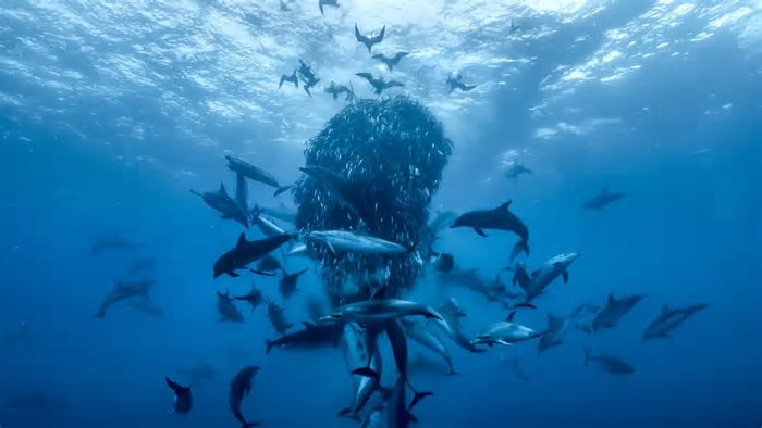 🌊 Ocean: David Attenborough celebra 99 anos com um tributo ao mar