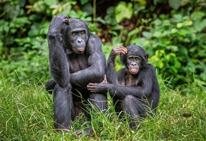 Bonobos podem ter traço de linguagem semelhante à humana, aponta estudo