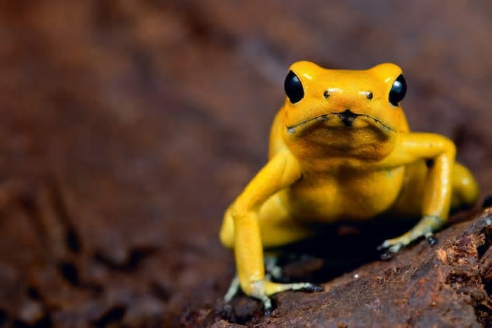Sapo-dardo-dourado: conheça anfíbio que mata pessoas com um toque