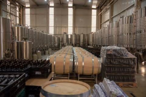 Syrah do DF possui até quatro vezes mais resveratrol que vinhos franceses