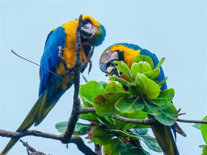 Campo Grande celebra título de Capital do Turismo de Observação de Aves com passeio gratuito