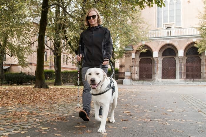 4 dicas essenciais para a autonomia e a saúde do cão-guia