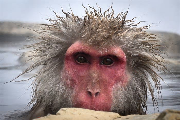 Como macacos que se coçam muito podem nos ajudar a entender as emoções e a consciência