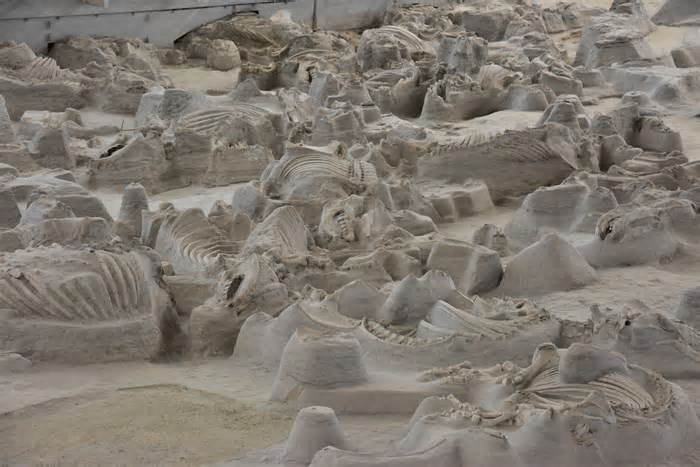 Como morreram estes rinocerontes de 12 milhões de anos enterrados sob cinzas vulcânicas