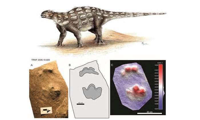 Encontradas pegadas de dinossauro com cauda de clava pela 1ª vez na história; fotos