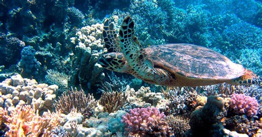 As mudanças climáticas são a principal ameaça às espécies em risco de extinção