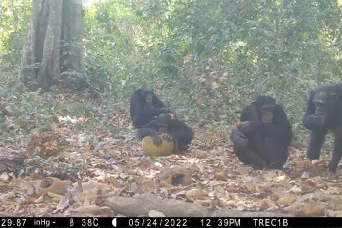 Chimpanzés são flagrados compartilhando frutas alcoólicas. Veja foto