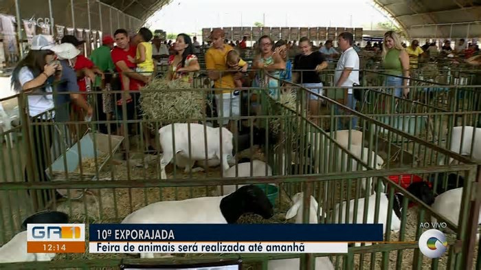 ExpoRajada chega à sua 12ª edição com exposição de animais e shows