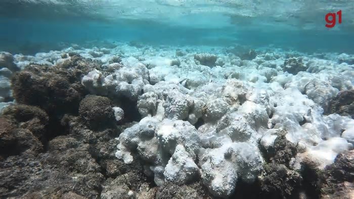 84% dos recifes de coral do mundo são atingidos no pior evento de branqueamento da história