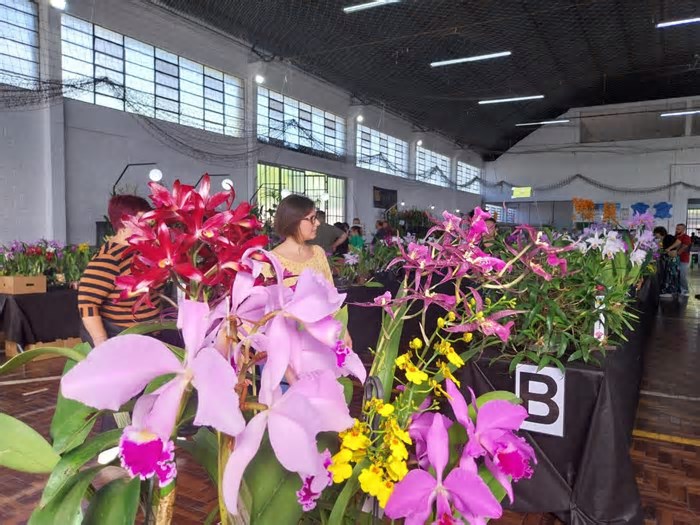 Exposição regional em Novo Hamburgo reúne colecionadores e apaixonados por orquídeas