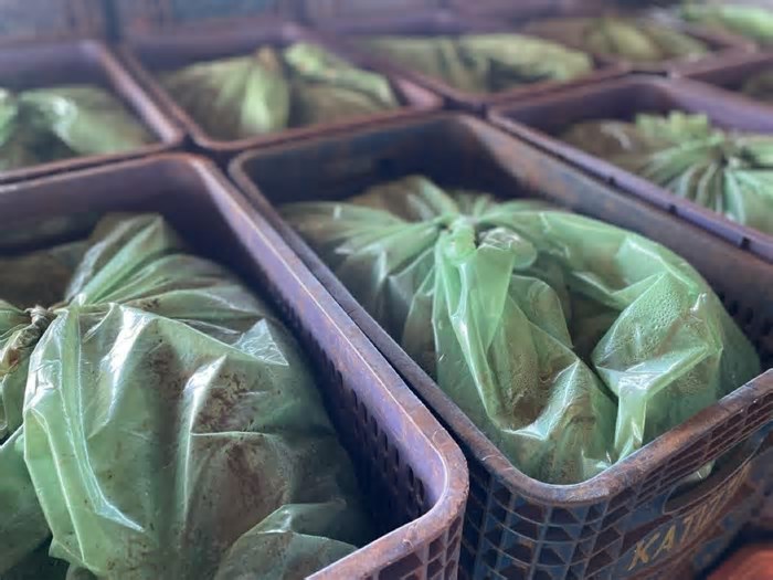 Mandioca lidera comercialização na Ceasa e reforça potencial agrícola do Estado