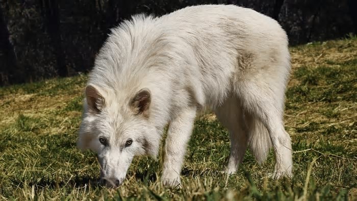 Quão grande era o lobo terrível e por que ele desapareceu há 12.500 anos? Ciência explica