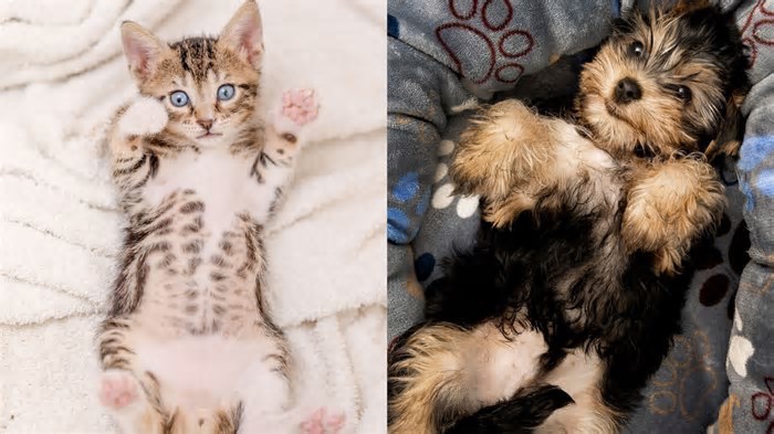 Cães e gatos também têm umbigo; saiba como identificar