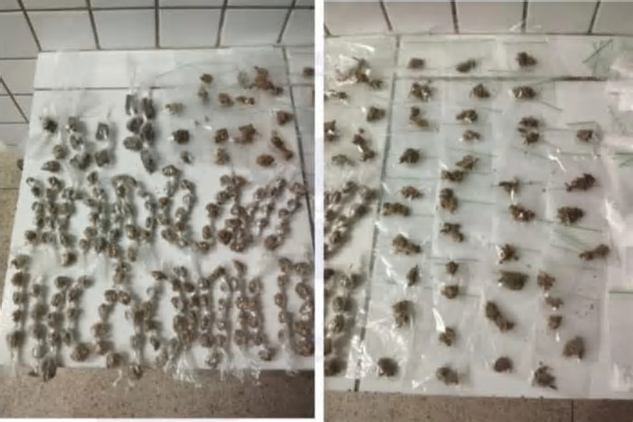 Operação de policiais militares apreende arma, drogas e realiza uma prisão