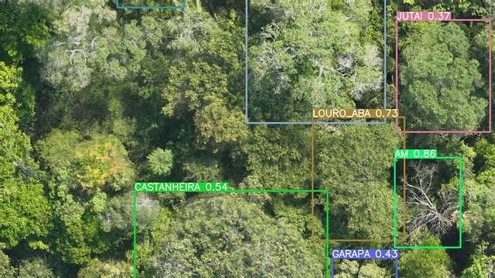 A inteligência artificial 100% brasileira que está mapeando a Amazônia