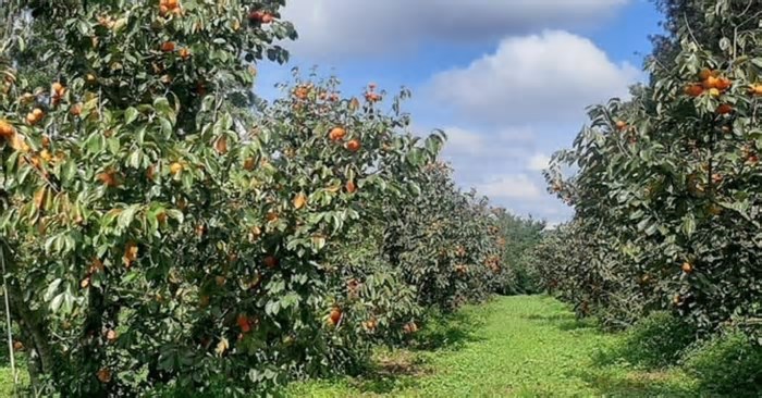 Emater-MG apoia produção de caqui em Turvolândia, maior polo da fruta em Minas Gerais