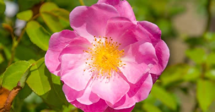 Rosa mosqueta: 5 curiosidades sobre a planta cicatrizante