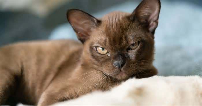 8 raças de gato mais inteligentes