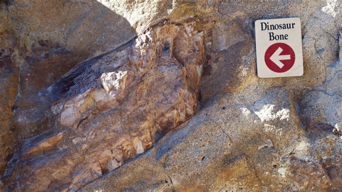 Fóssil de um dos maiores dinossauros do mundo é encontrado
