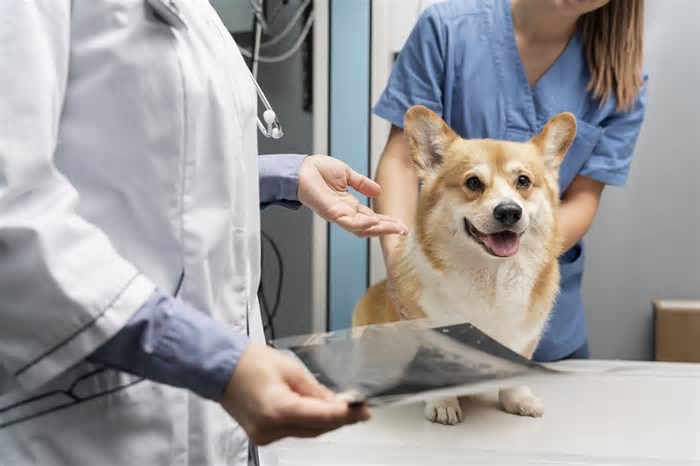 Entrevista: Inteligência Artificial nos diagnósticos médicos por imagem