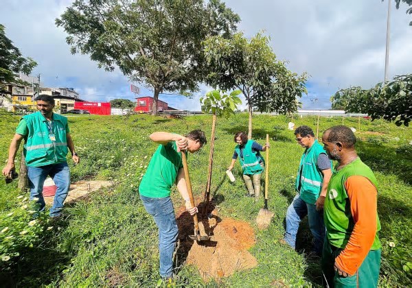 Secis promove plantio de mudas na Estrada do Curralinho
