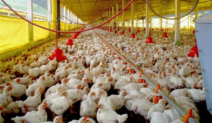 Gripe aviária: suspensão das exportações de frango do Brasil já atinge mais de 30 países
