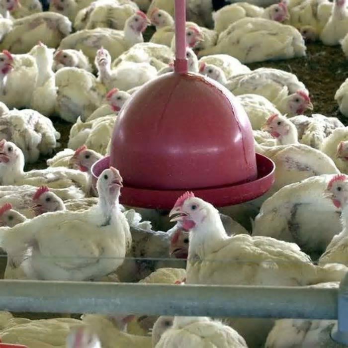 Gripe aviária afeta exportações do Brasil; entenda