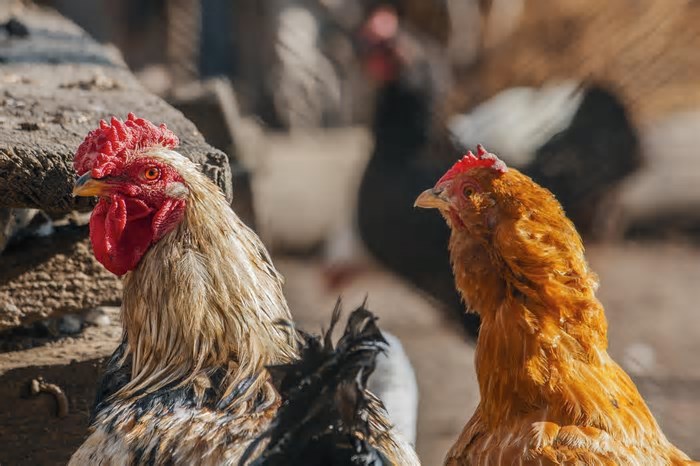 GRIPE AVIÁRIA: Há risco de contaminação em humanos? É seguro consumir carne e ovos de aves? Confira a resposta dessas e outras 7 perguntas