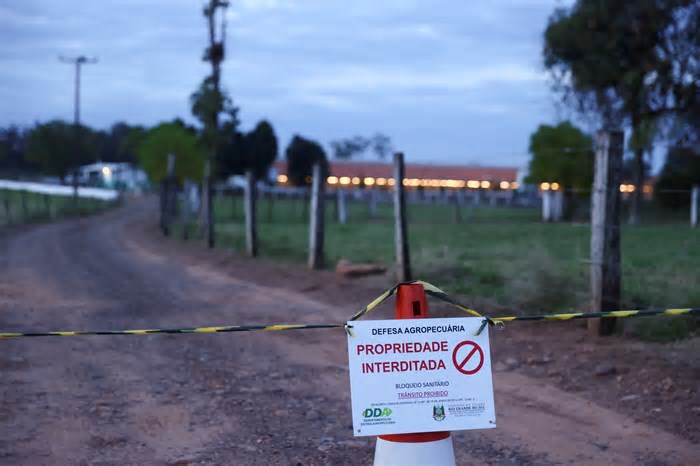 Gripe aviária: RS decreta estado de emergência em saúde animal