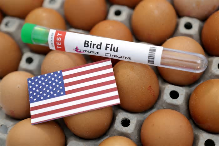 Gripe aviária: o que é, quais os riscos e como se proteger