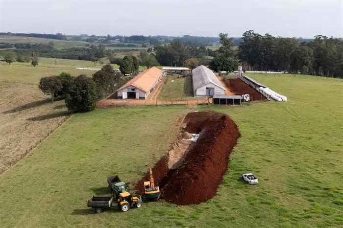 Três estados receberam ovos de granja foco de gripe aviária no Rio Grande do Sul