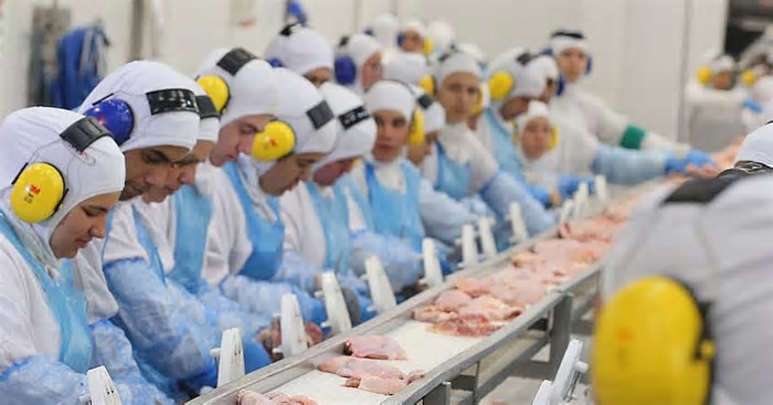 Gripe aviária: México suspende importação de carne de frango, ovos e aves vivas do Brasil