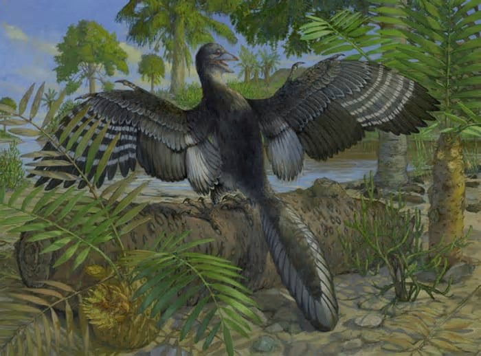 Dinossauro voava baixo como uma galinha há 150 milhões de anos, sugere fóssil