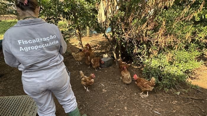Brasil notifica erradicação do foco de gripe aviária no RS à OMSA