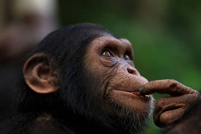 Por que ensinar tarefas 'ecologicamente irrelevantes' a animais