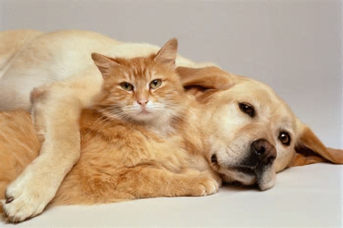 Por que os gatos vivem mais que cães? Ciência aponta duas razões-chave