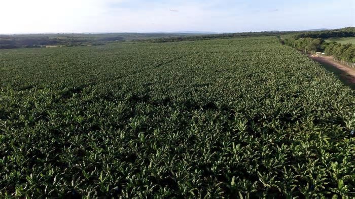 Maior produtor de banana do Ceará investe R$ 15 milhões em centro de distribuição em Quixeré