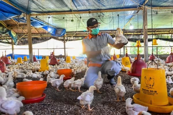Há 18 investigações de suspeita de gripe aviária em andamento no País