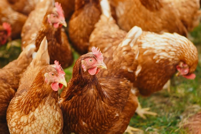 GDF proíbe eventos com aves por 90 dias, como medida de prevenção à influenza aviária