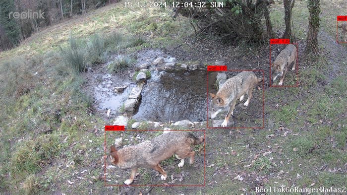 Come l’intelligenza artificiale può salvare gli animali selvatici del Parco Nazionale d’Abruzzo