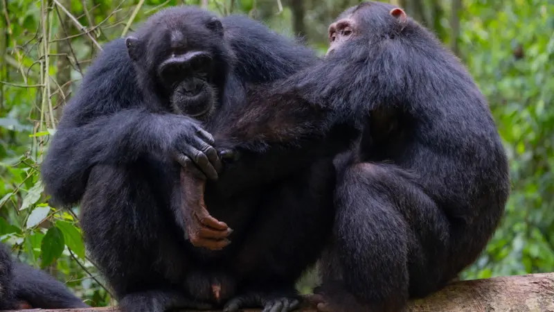 Chimpanzés selvagens são filmados usando 'primeiros socorros da floresta'