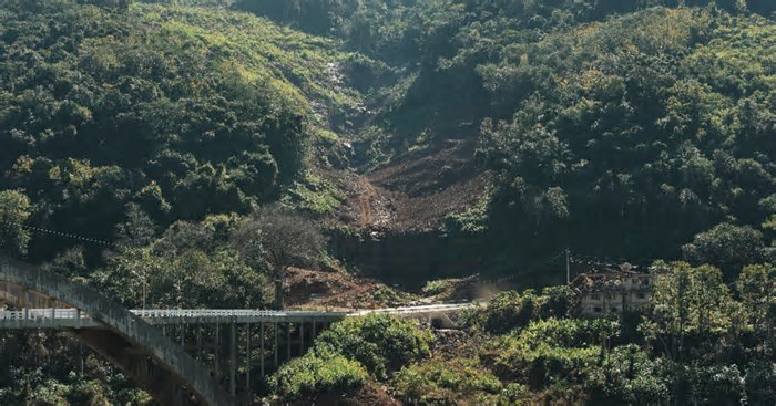 Mata Atlântica: desmatamento cai só 2% em um ano e pode levar à extinção de espécies e surtos na saúde pública