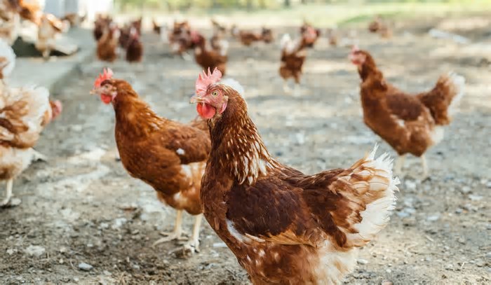 Gripe aviária: Japão suspende importação de aves vivas do RS