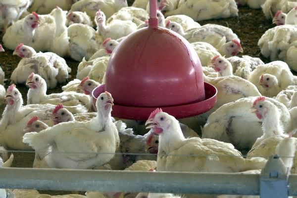Ministério da Agricultura investiga novas suspeitas de gripe aviária